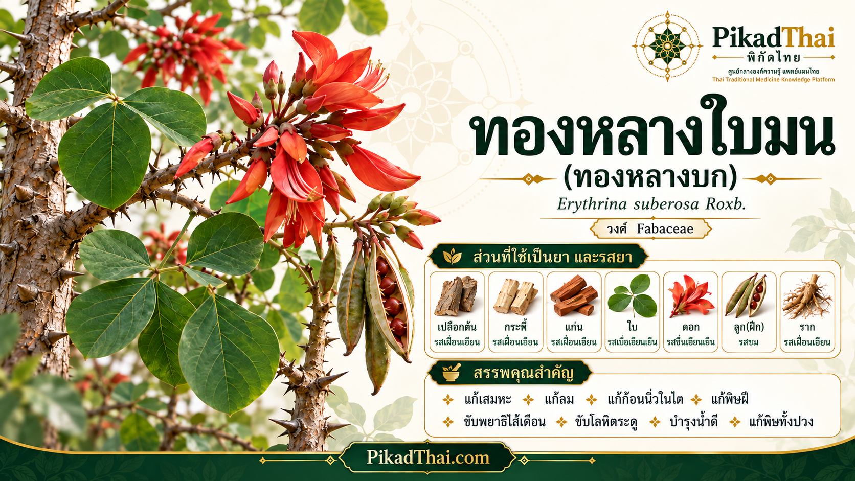 ทองหลางใบมน (ทองหลางบก)