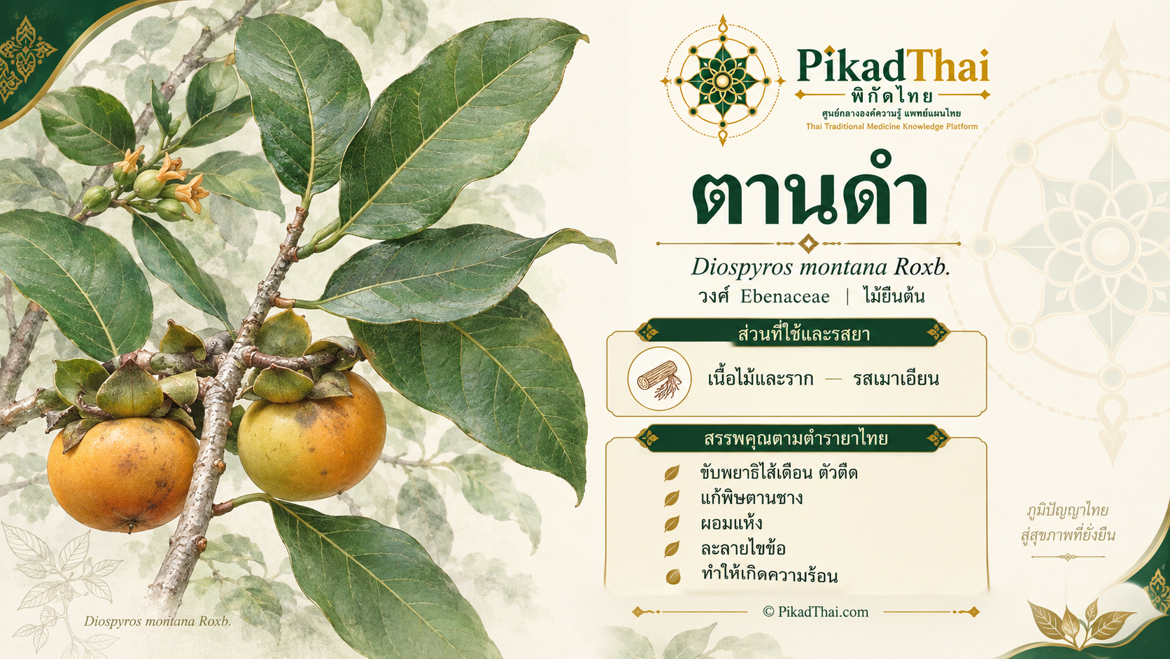 ตานดำ