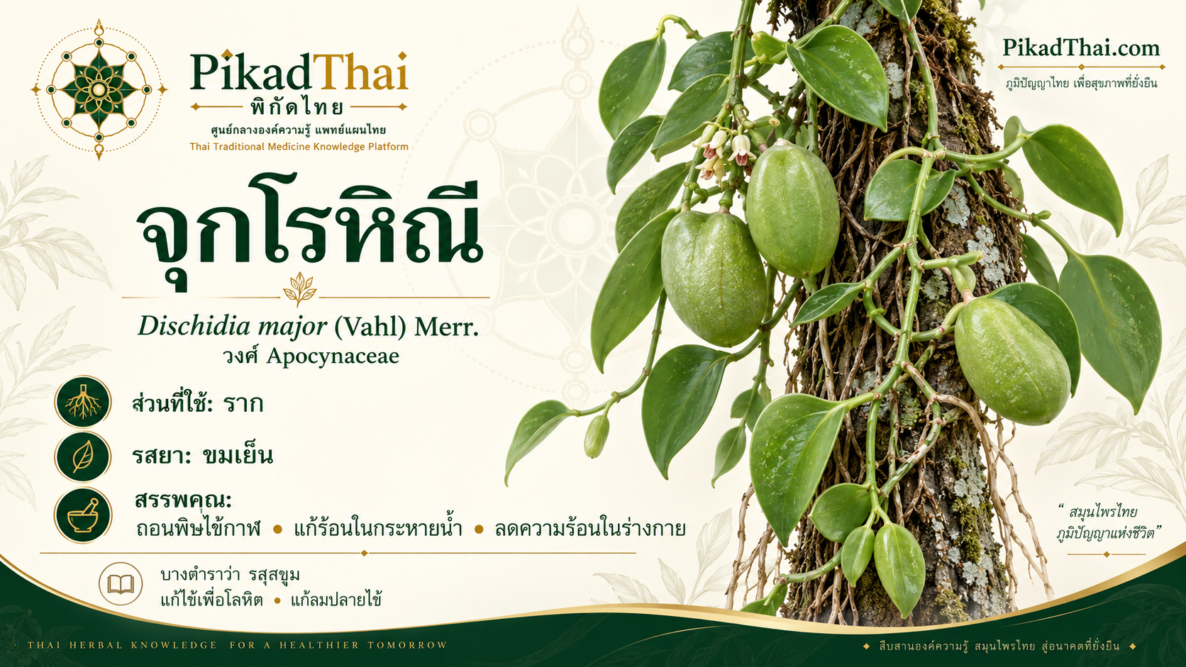 จุกโรหิณี