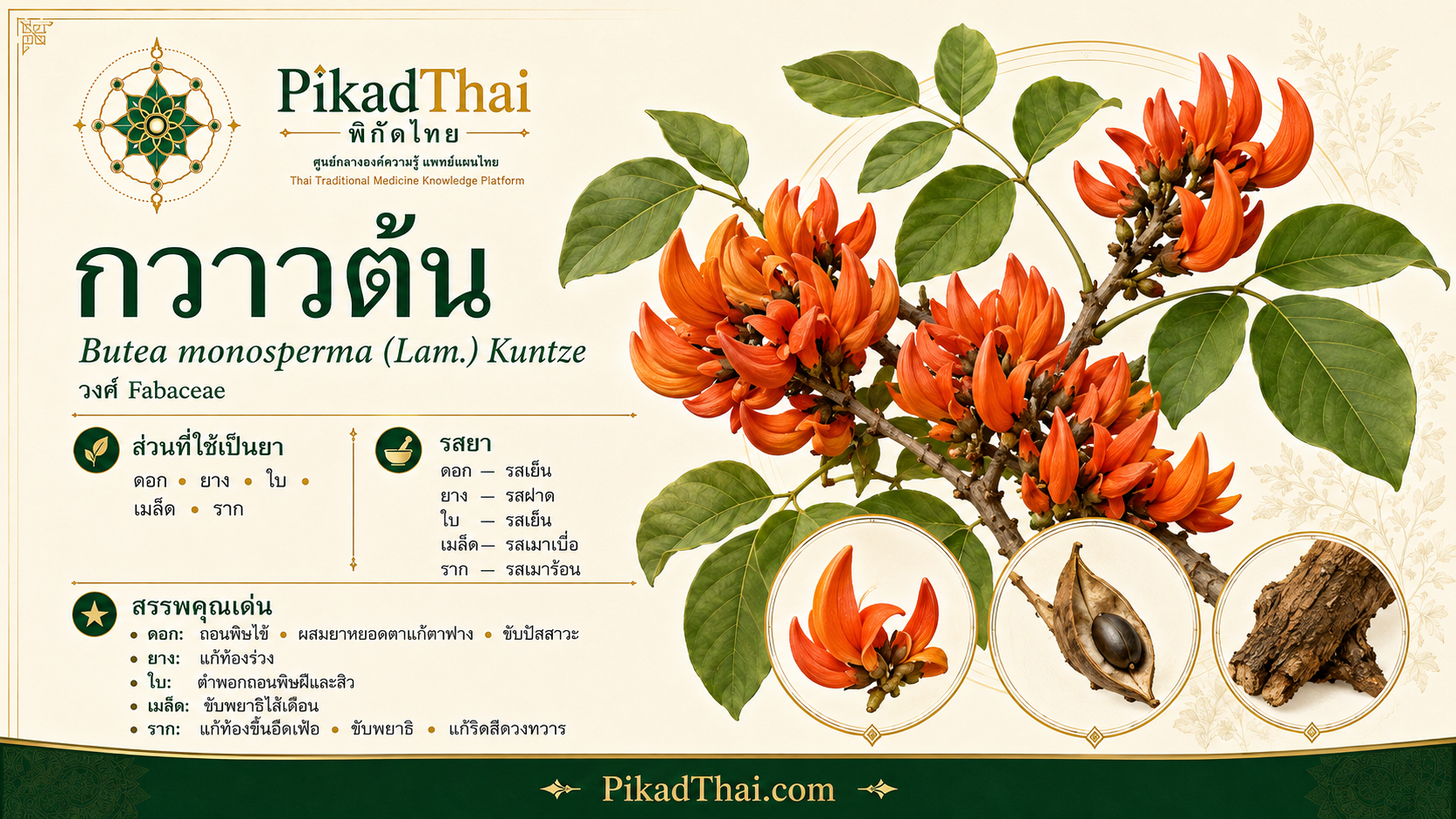 กวาวต้น