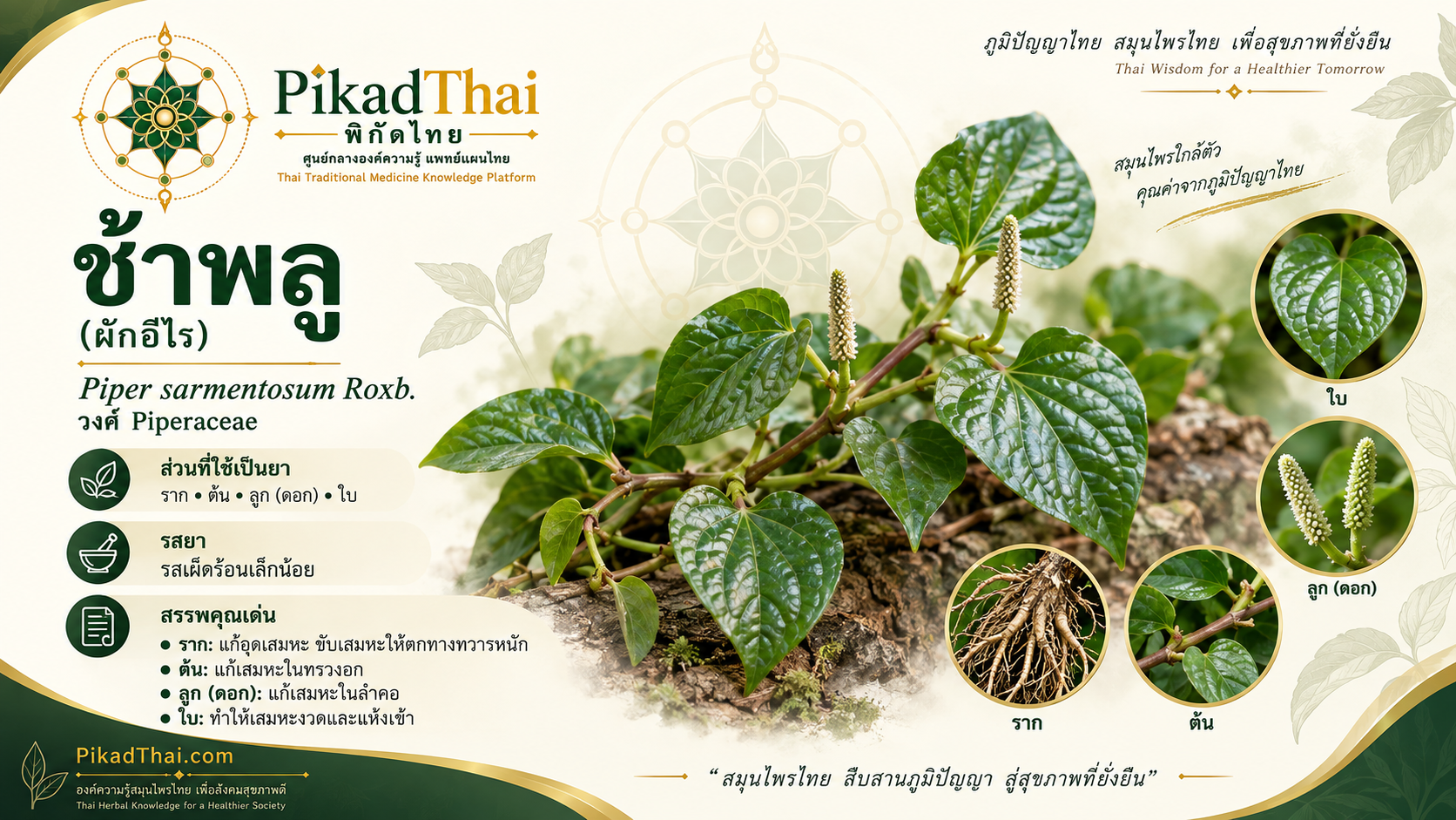 ช้าพลู (ผักอีไร)