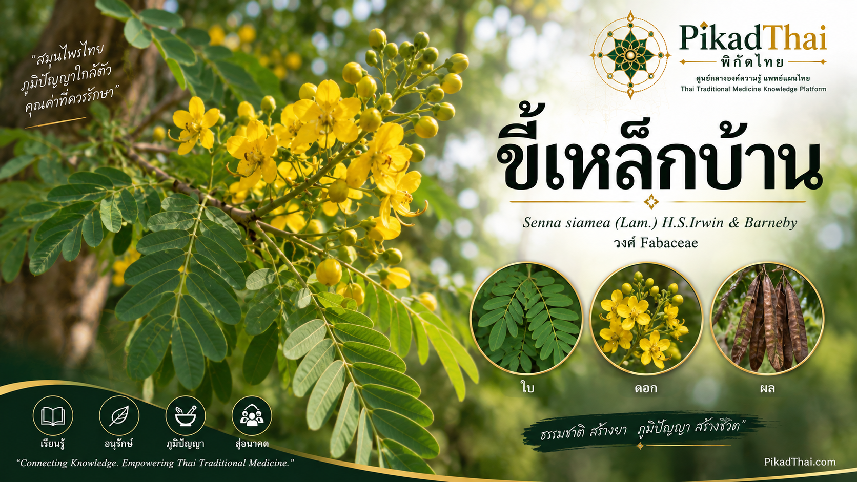 ขี้เหล็กบ้าน