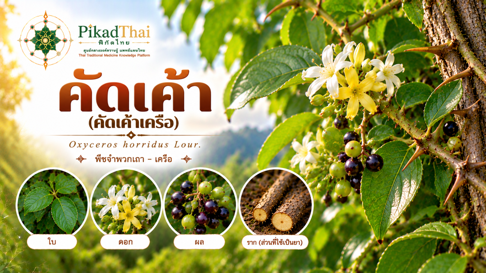 คัดเค้า (คัดเค้าเครือ)