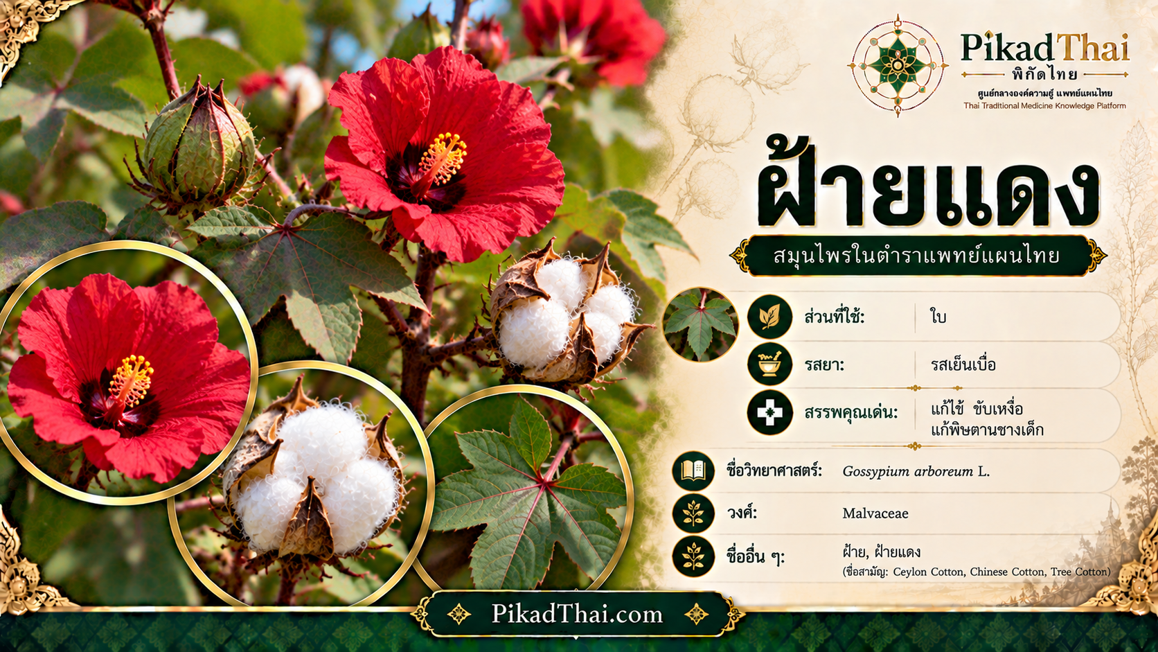 ฝ้ายแดง