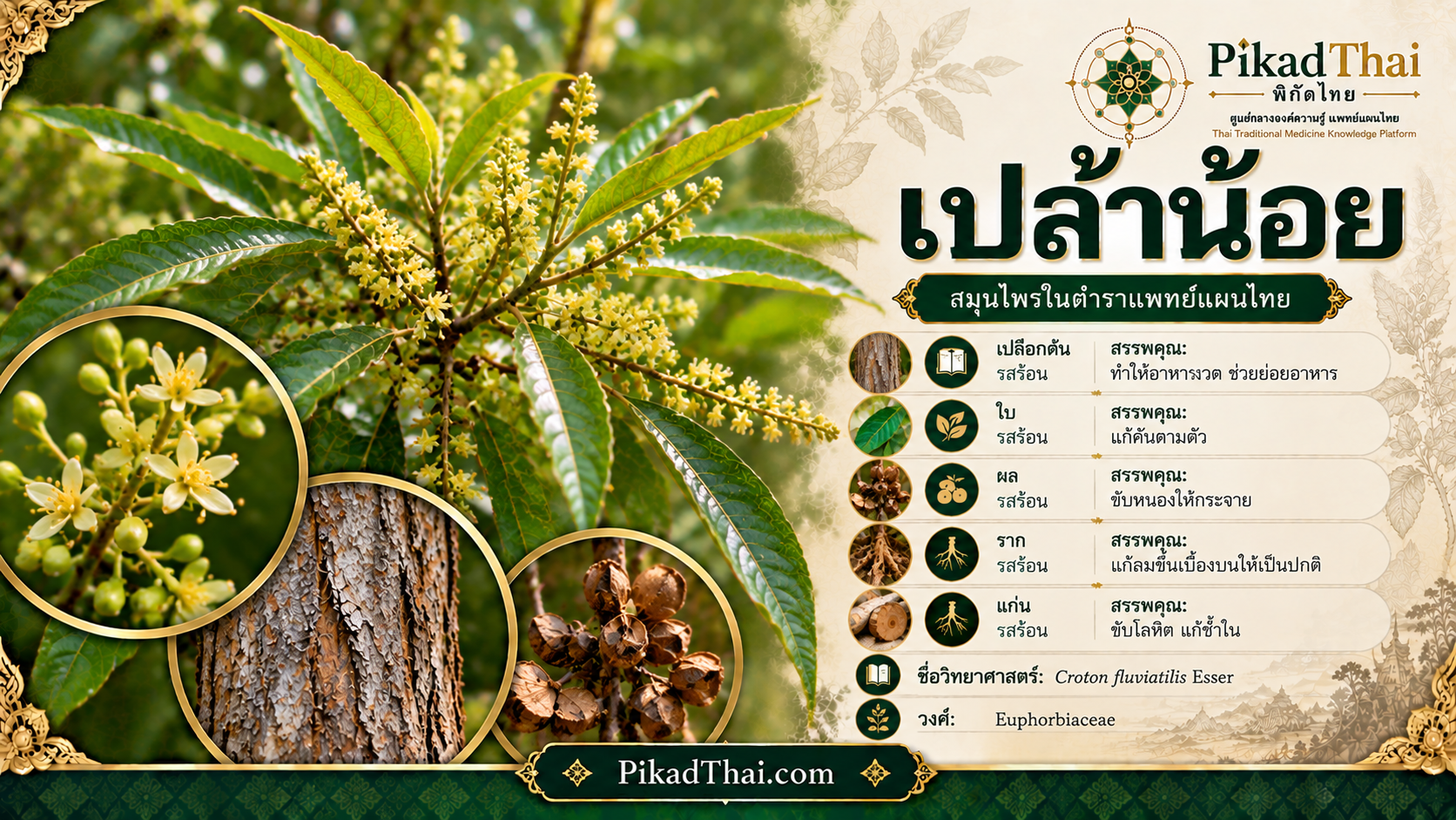 เปล้าน้อย