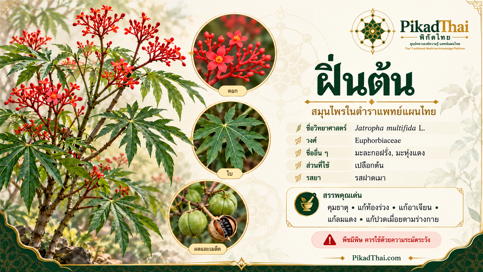 ฝิ่นต้น
