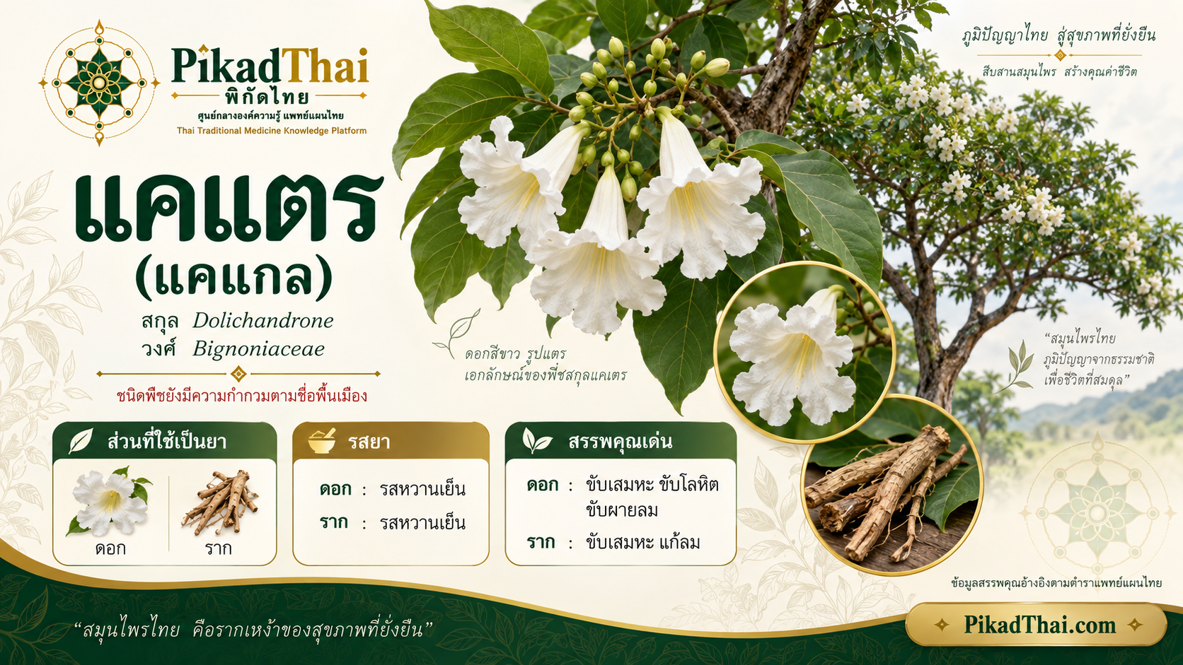 แคแตร