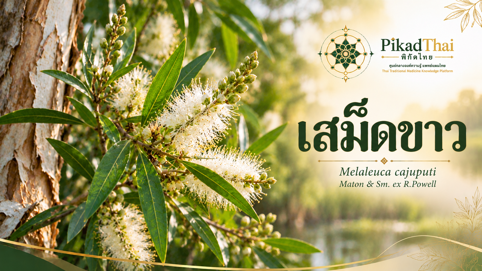 เสม็ดขาว