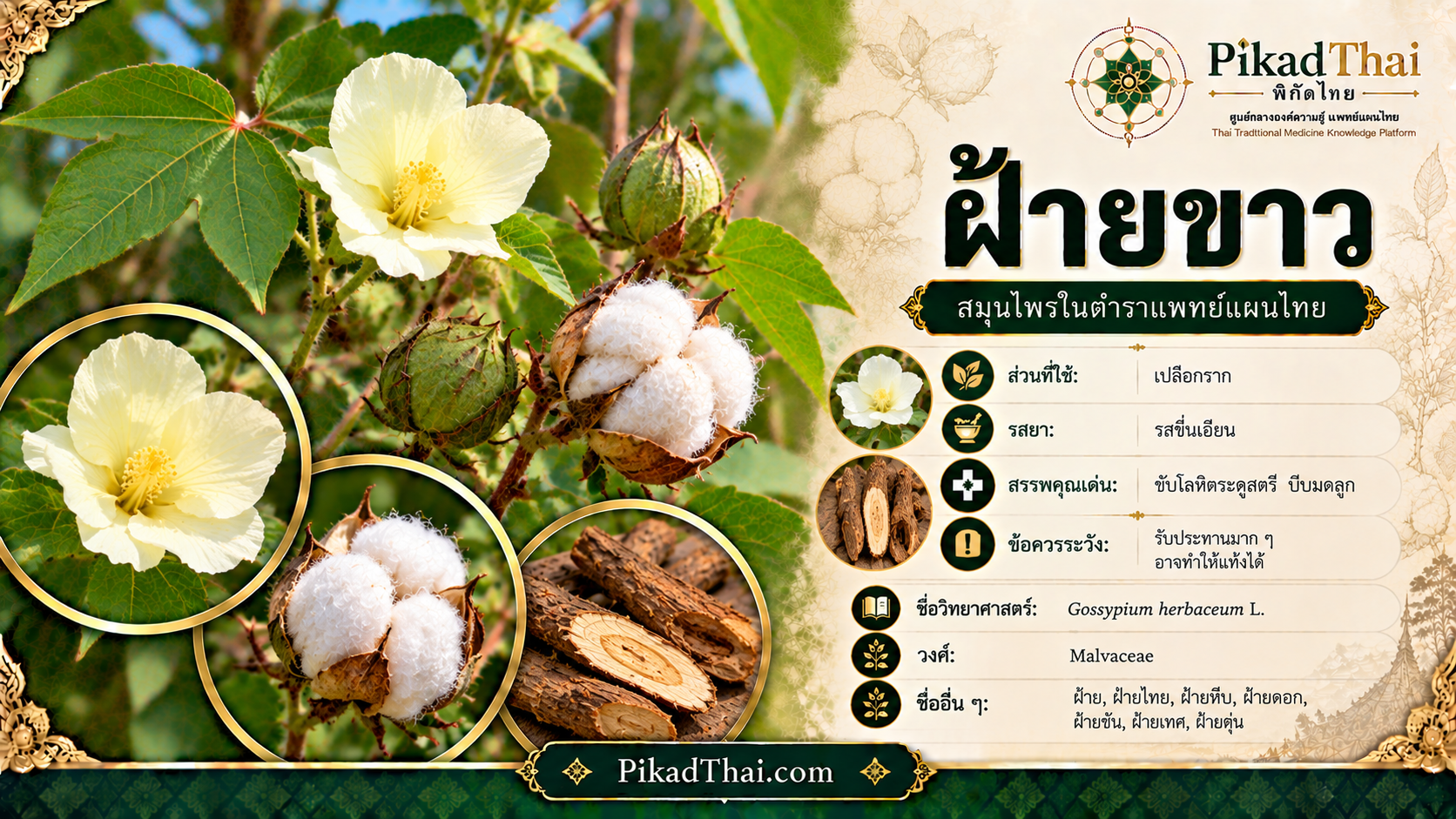 ฝ้ายขาว