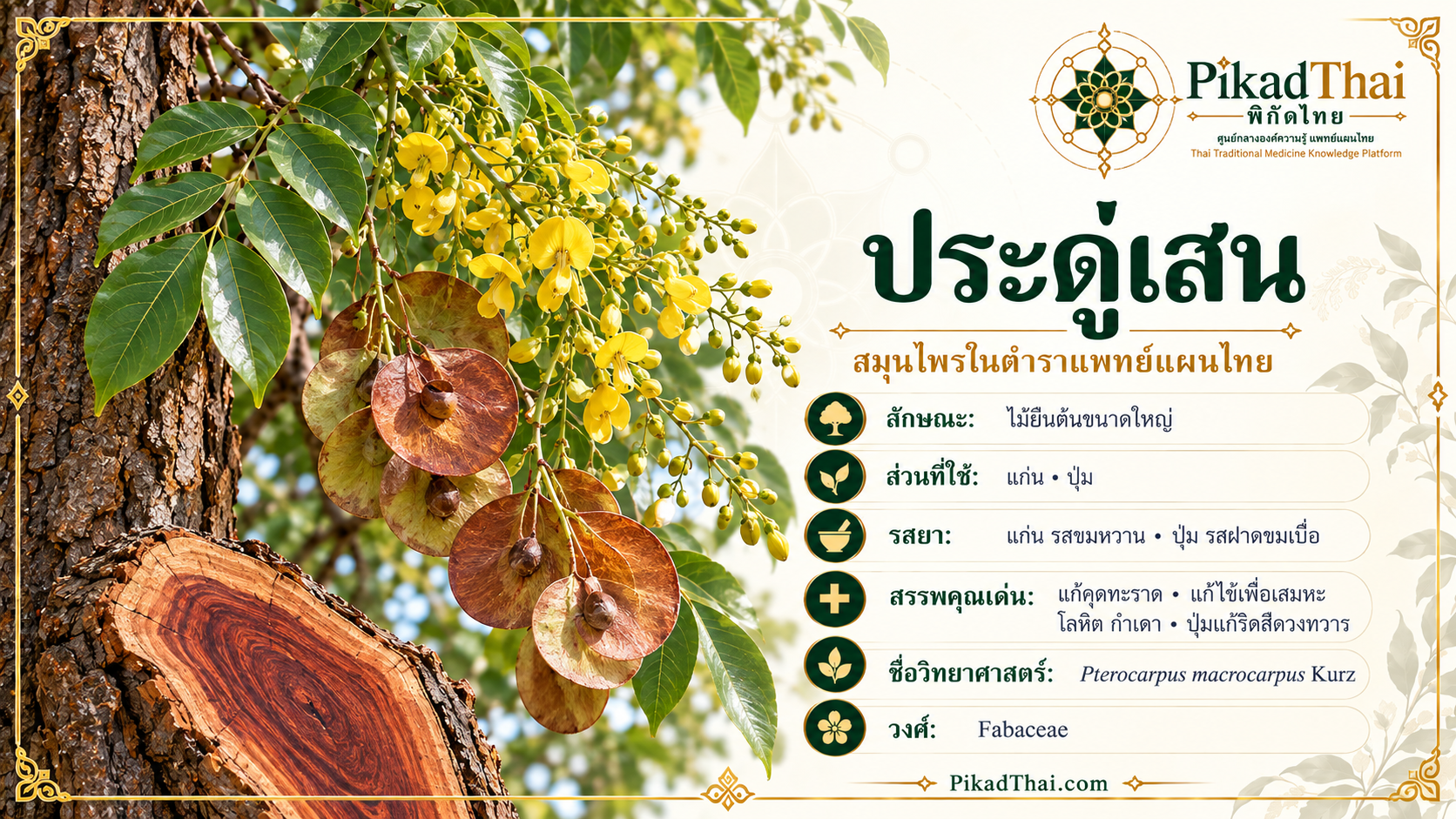 ประดู่เสน