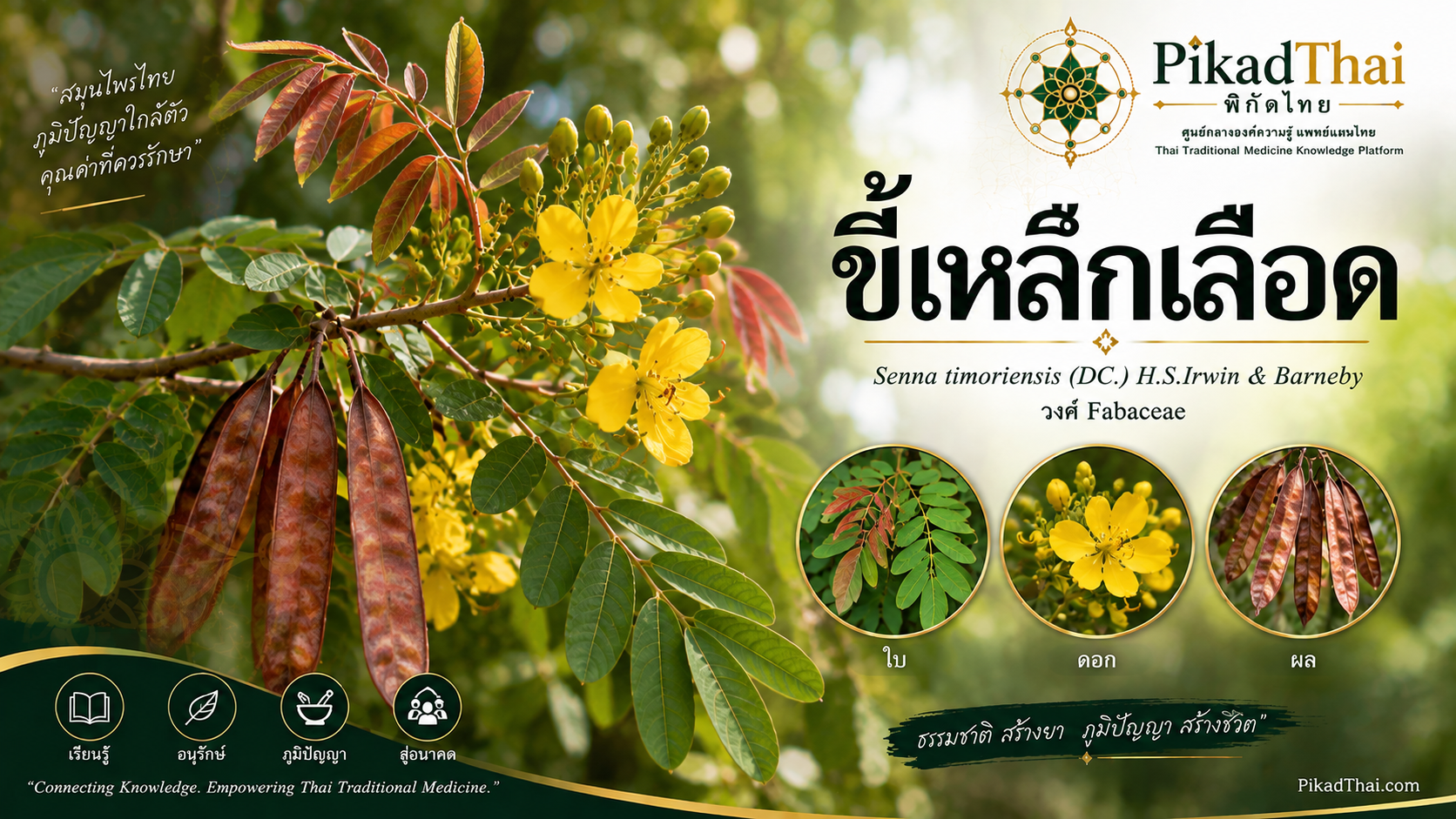 ขี้เหล็กเลือด