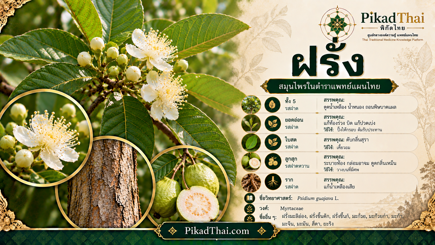ฝรั่ง