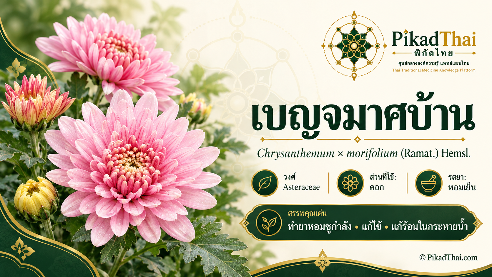 เบญจมาศบ้าน