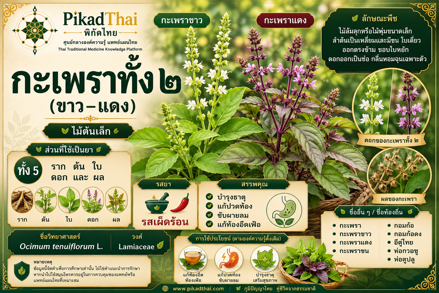 กะเพราทั้ง ๒ (ขาว–แดง)