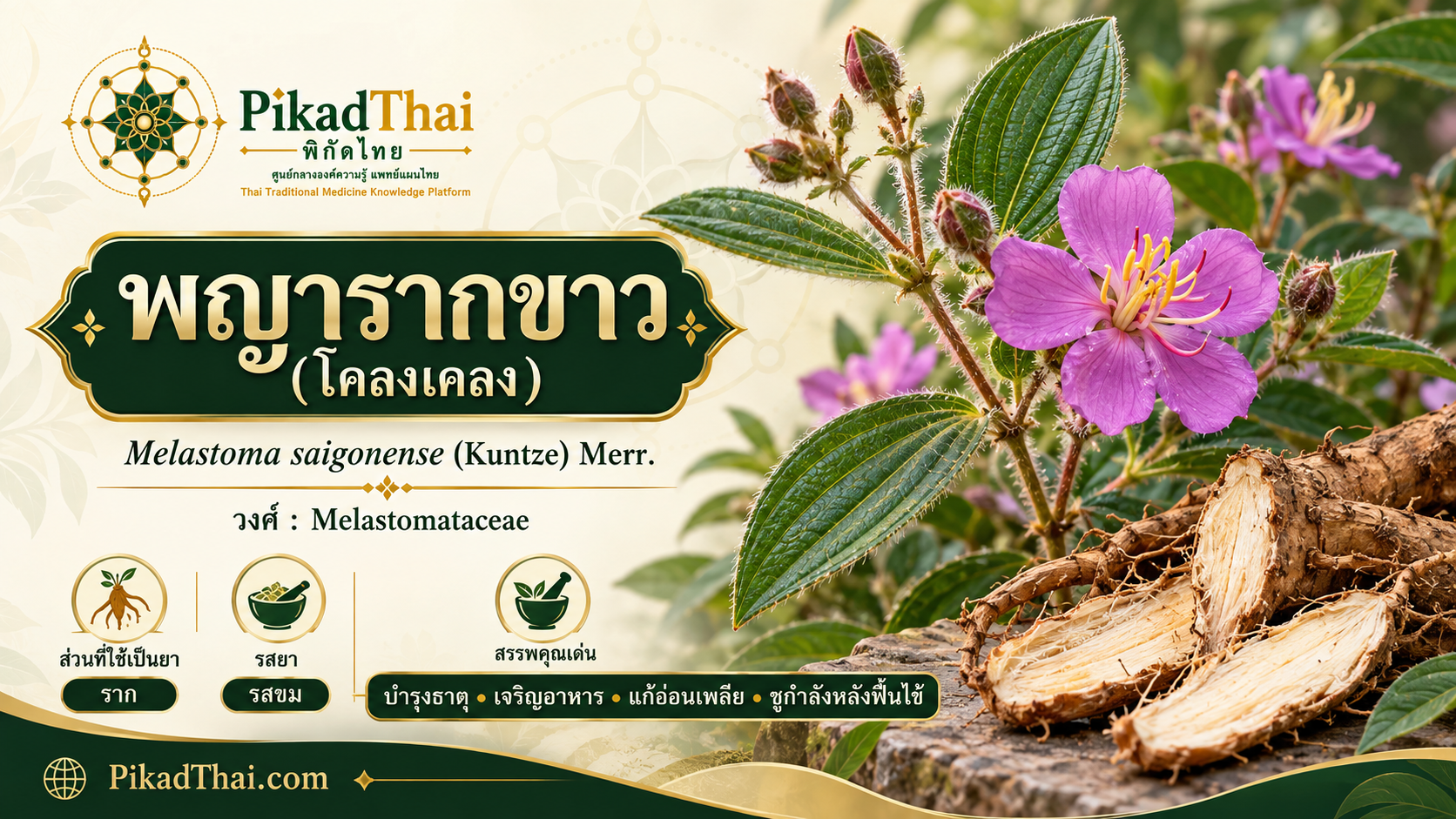 พญารากขาว