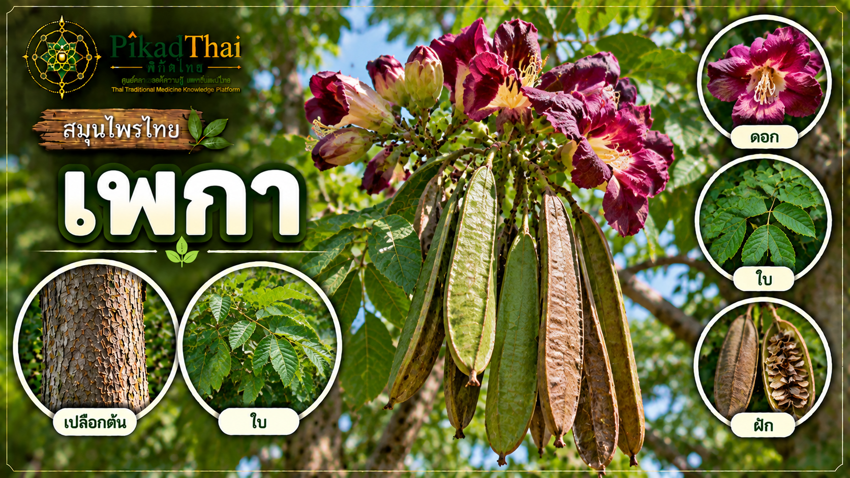 เพกา