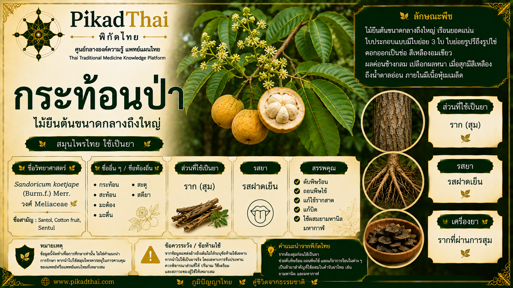 กระท้อนป่า