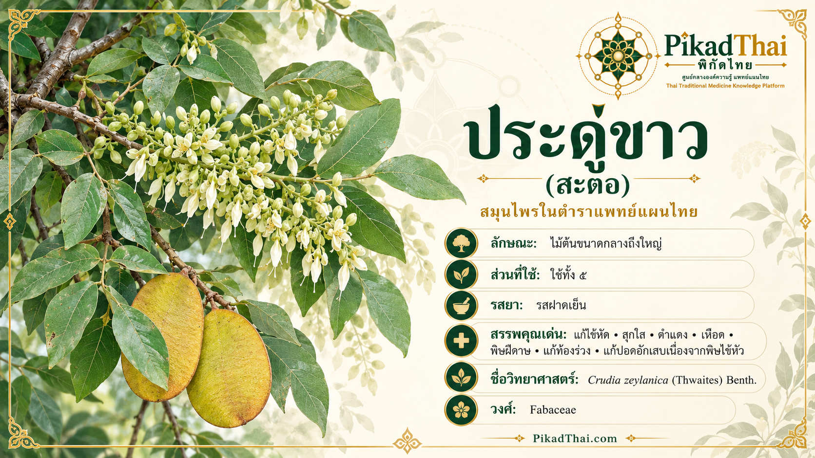 ประดู่ขาว (สะตือ)