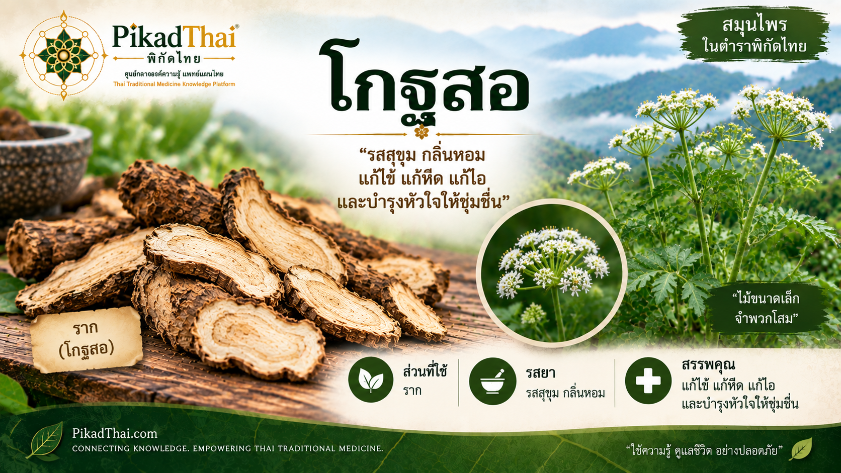 โกฐสอ