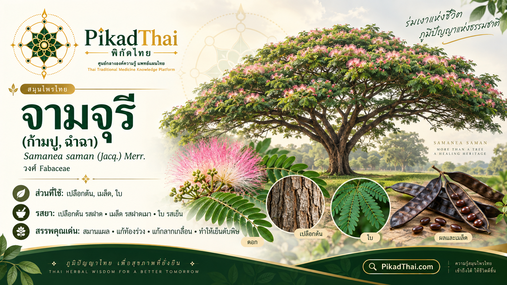 จามจุรี
