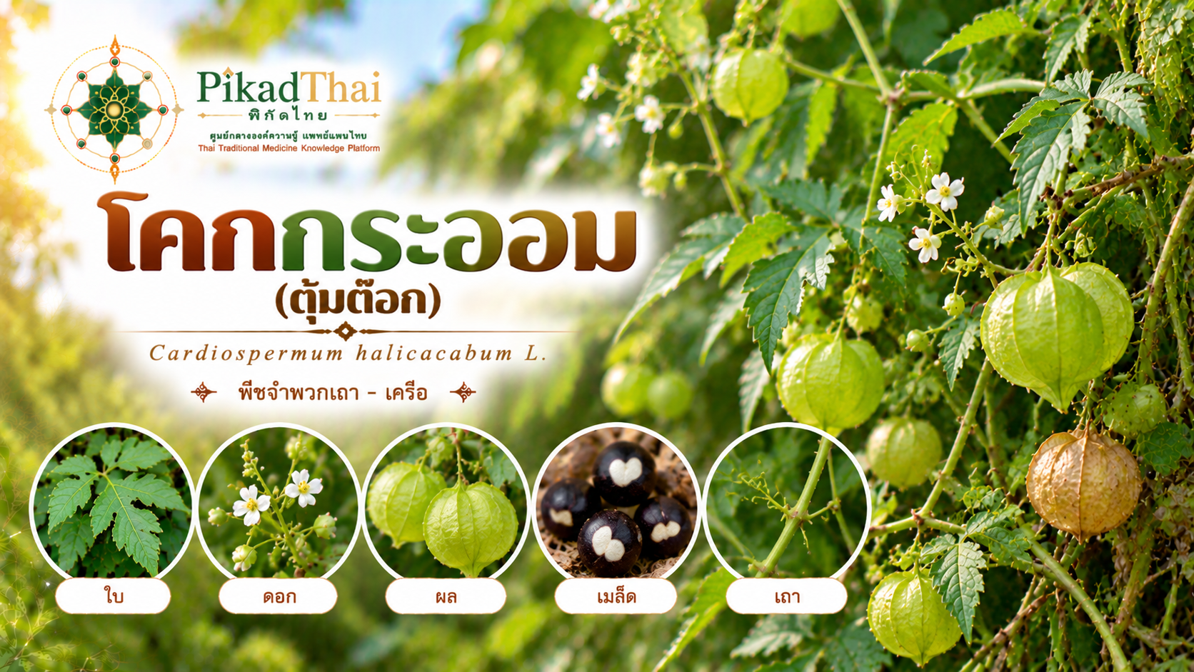 โคกกระออม (ตุ้มต้อก)