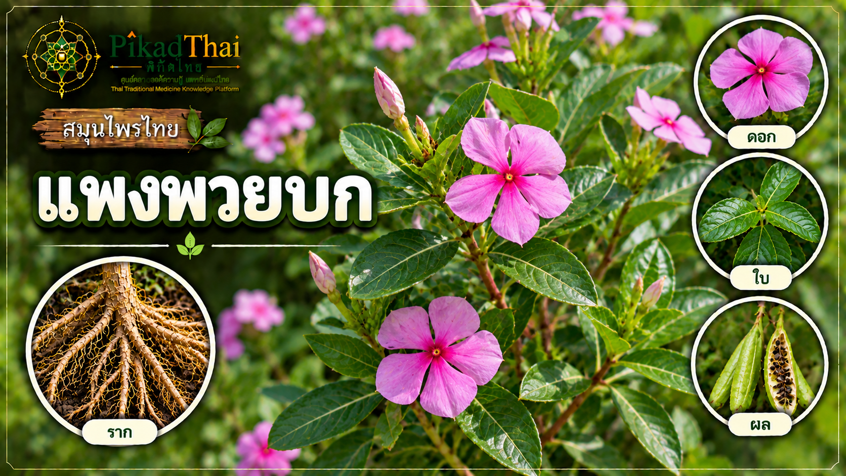 แพงพวยบก
