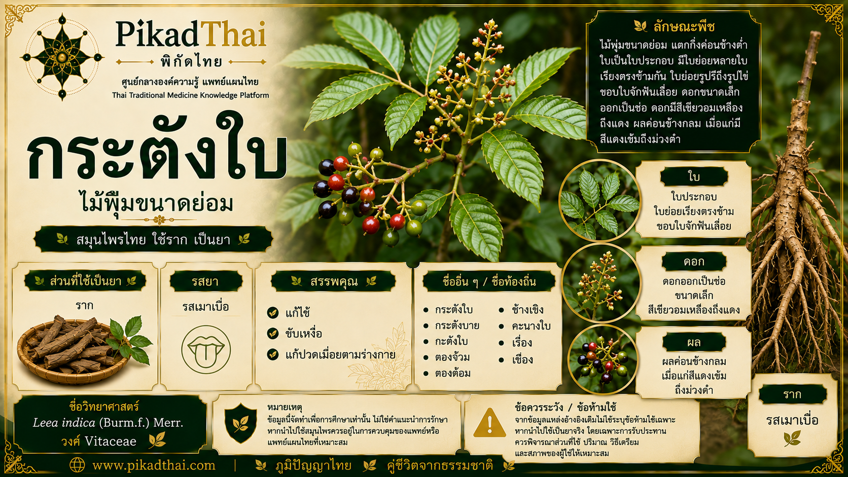 กระตังใบ