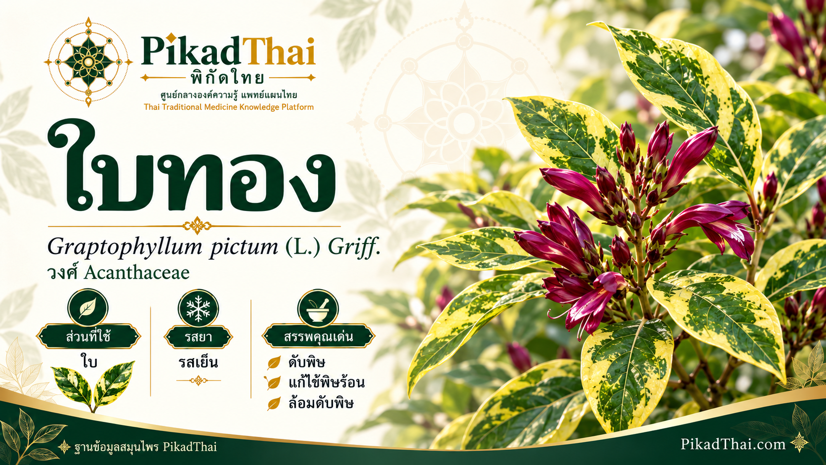 ใบทอง