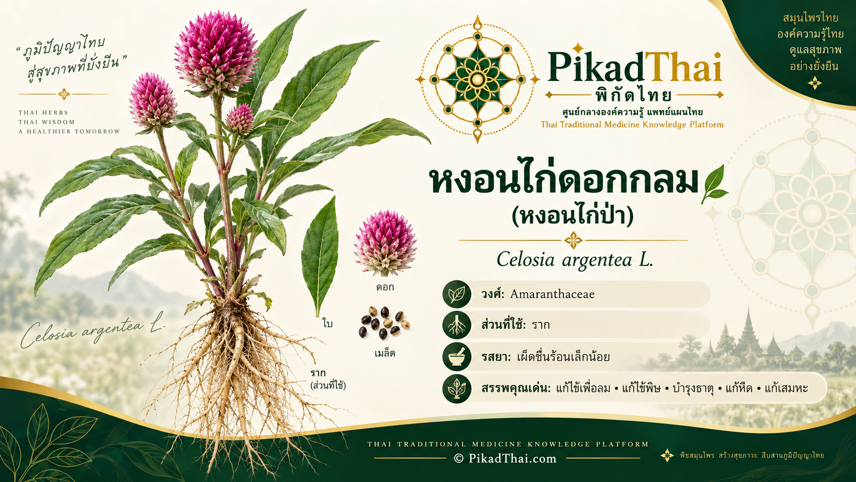 หงอนไก่ดอกกลม (หงอนไก่ป่า)