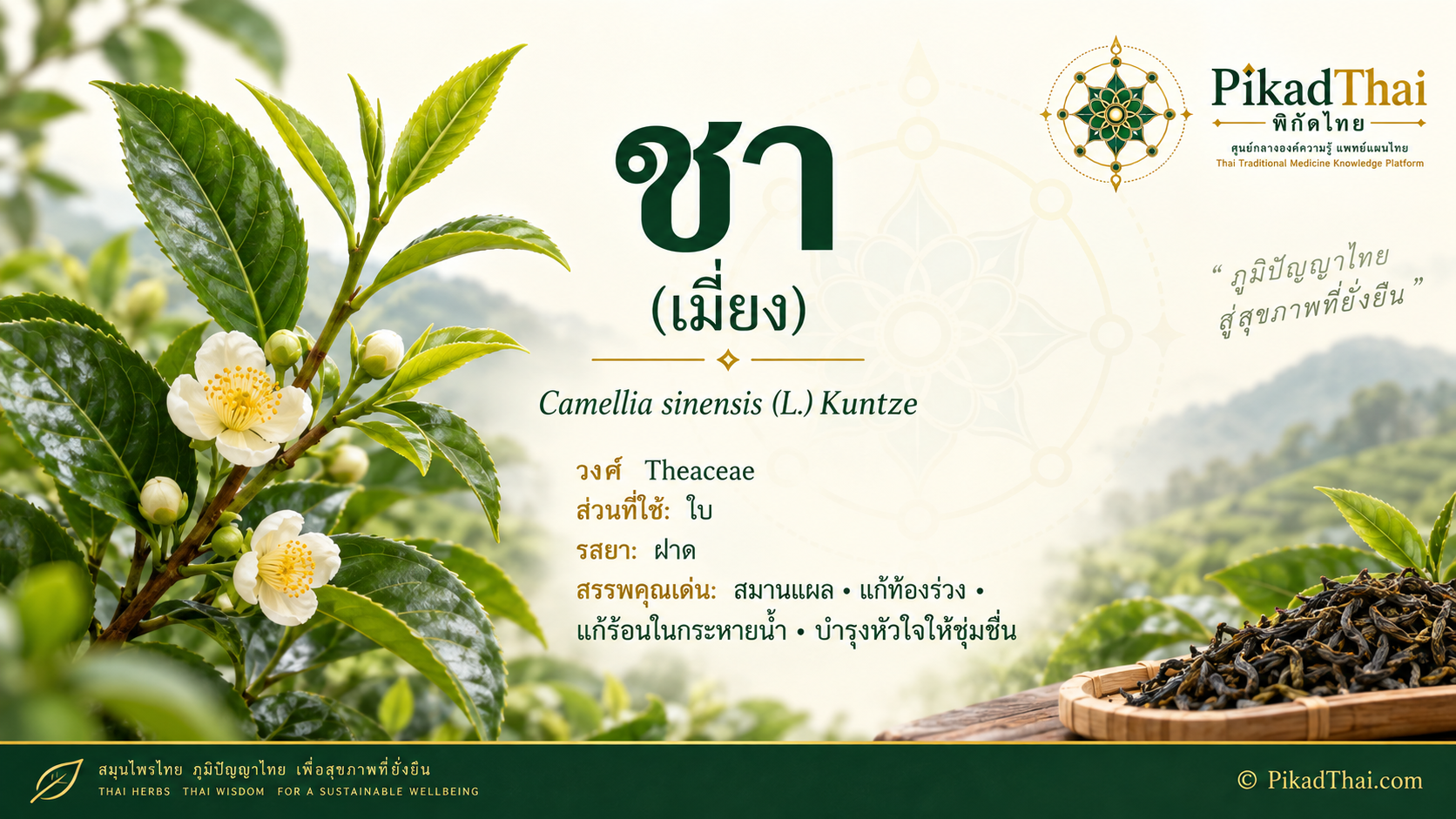 ชา (เมี่ยง)