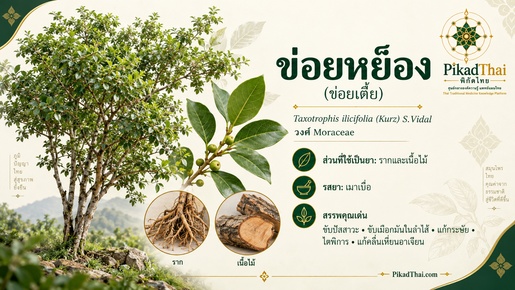 ข่อยหย็อง
