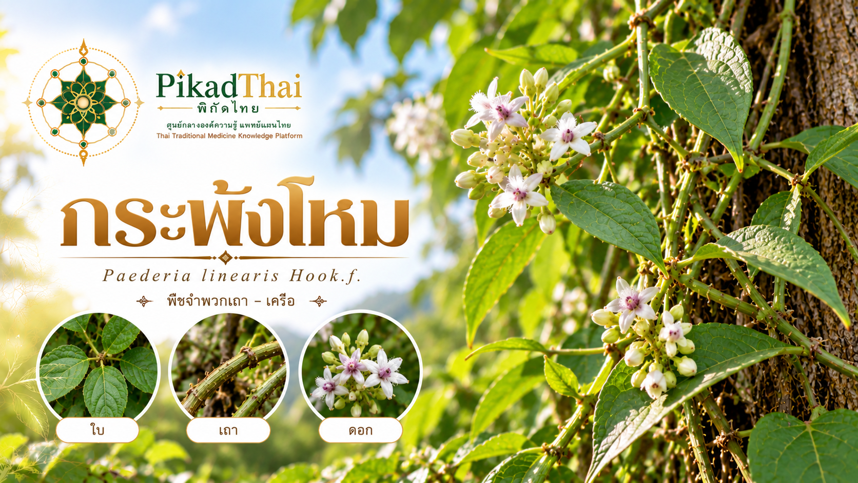 กระพังโหม