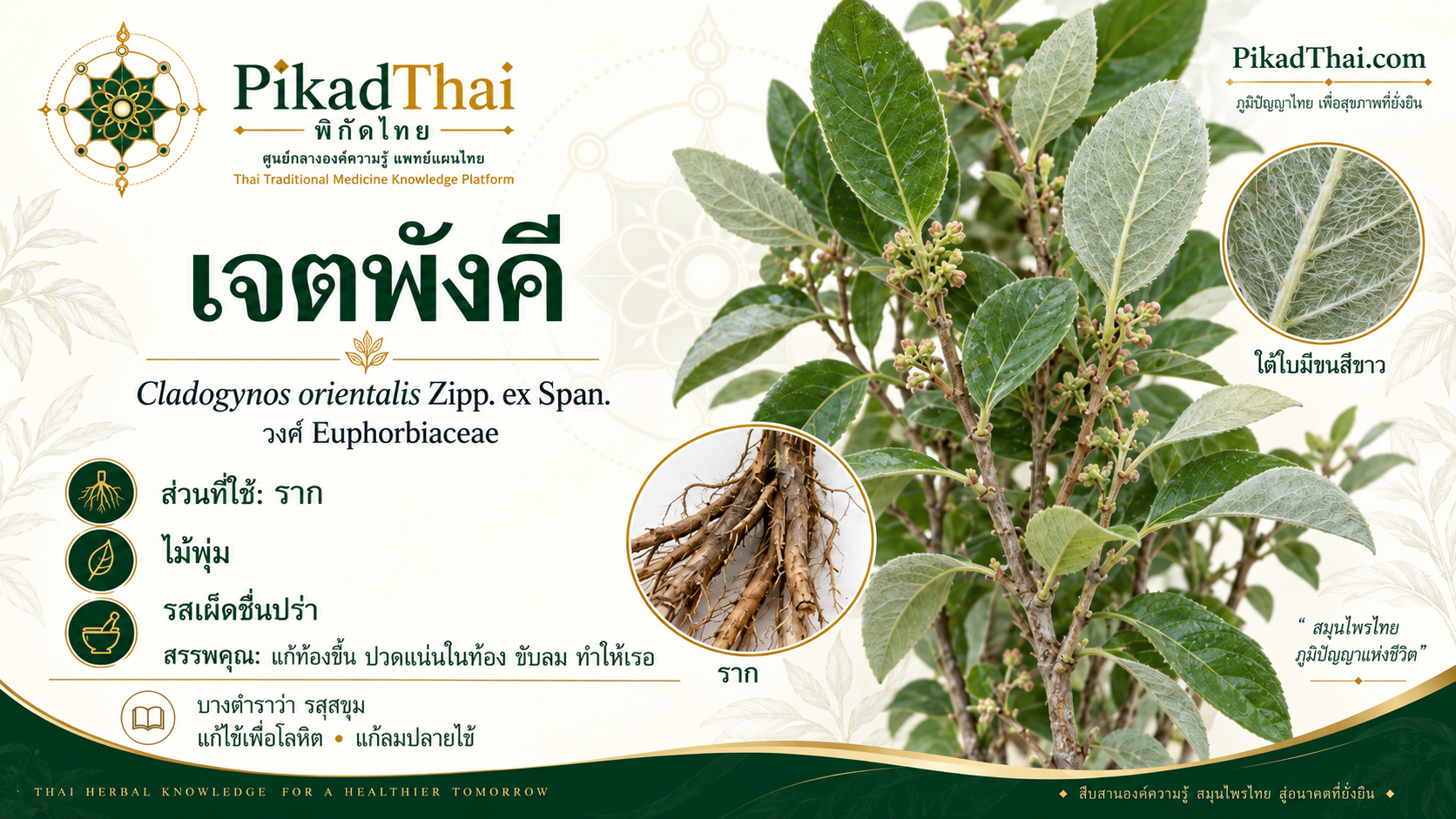 เจตพังคี
