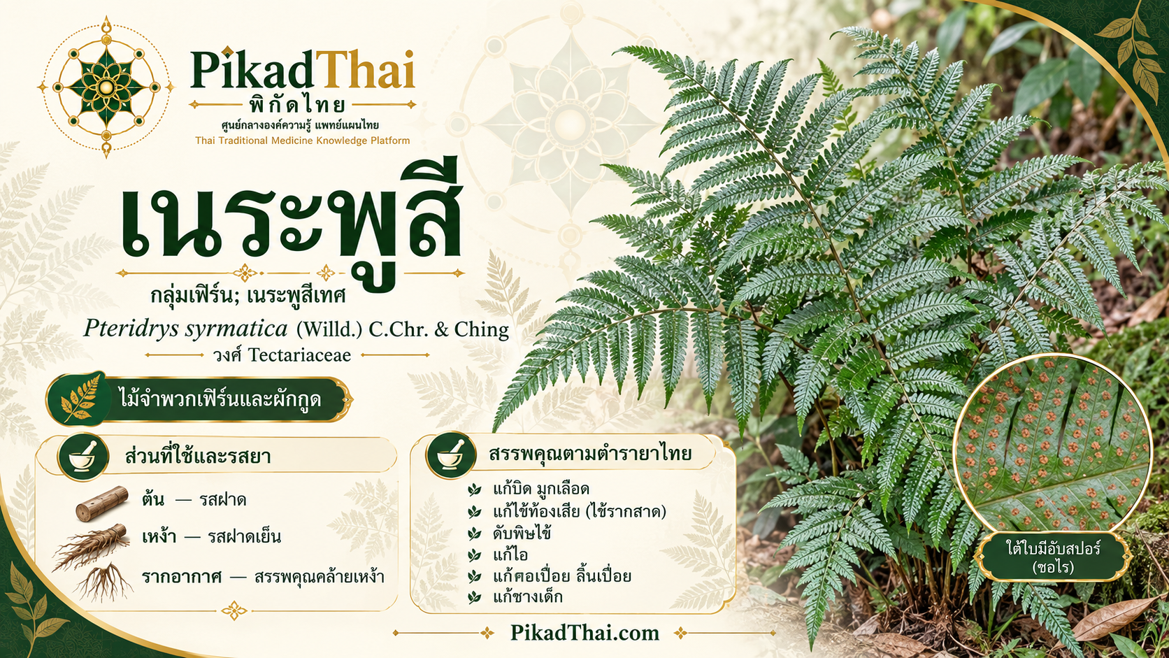 เนระพูสี