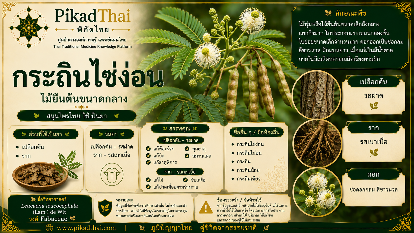 กระถินไซ่ง่อน