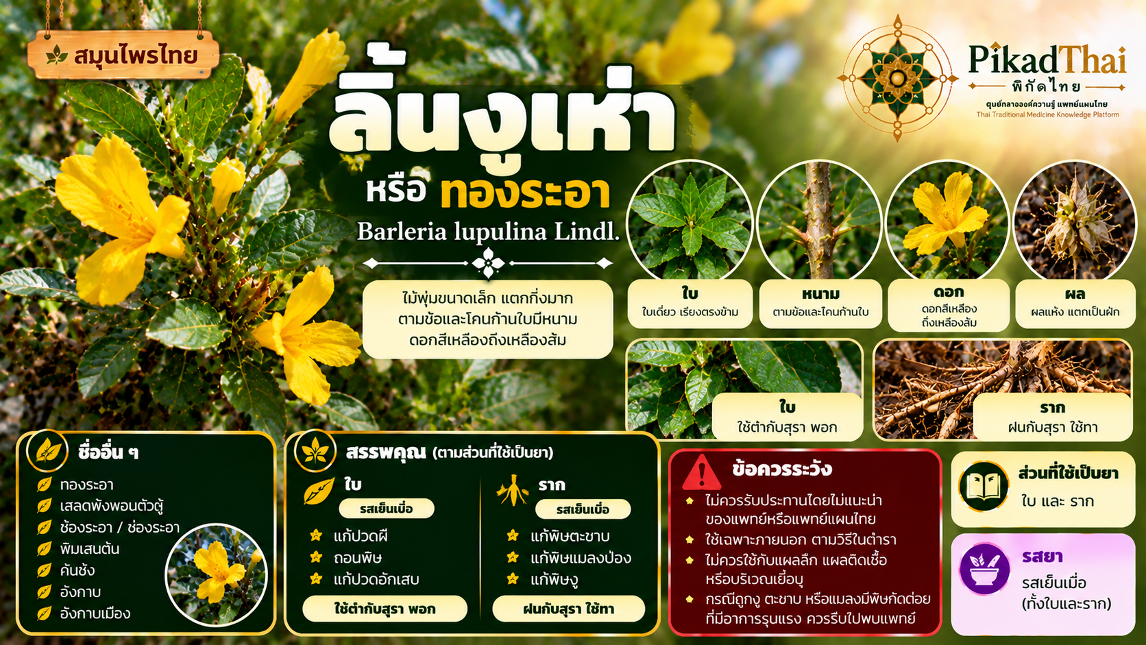 ลิ้นงูเห่า หรือ ทองระอา