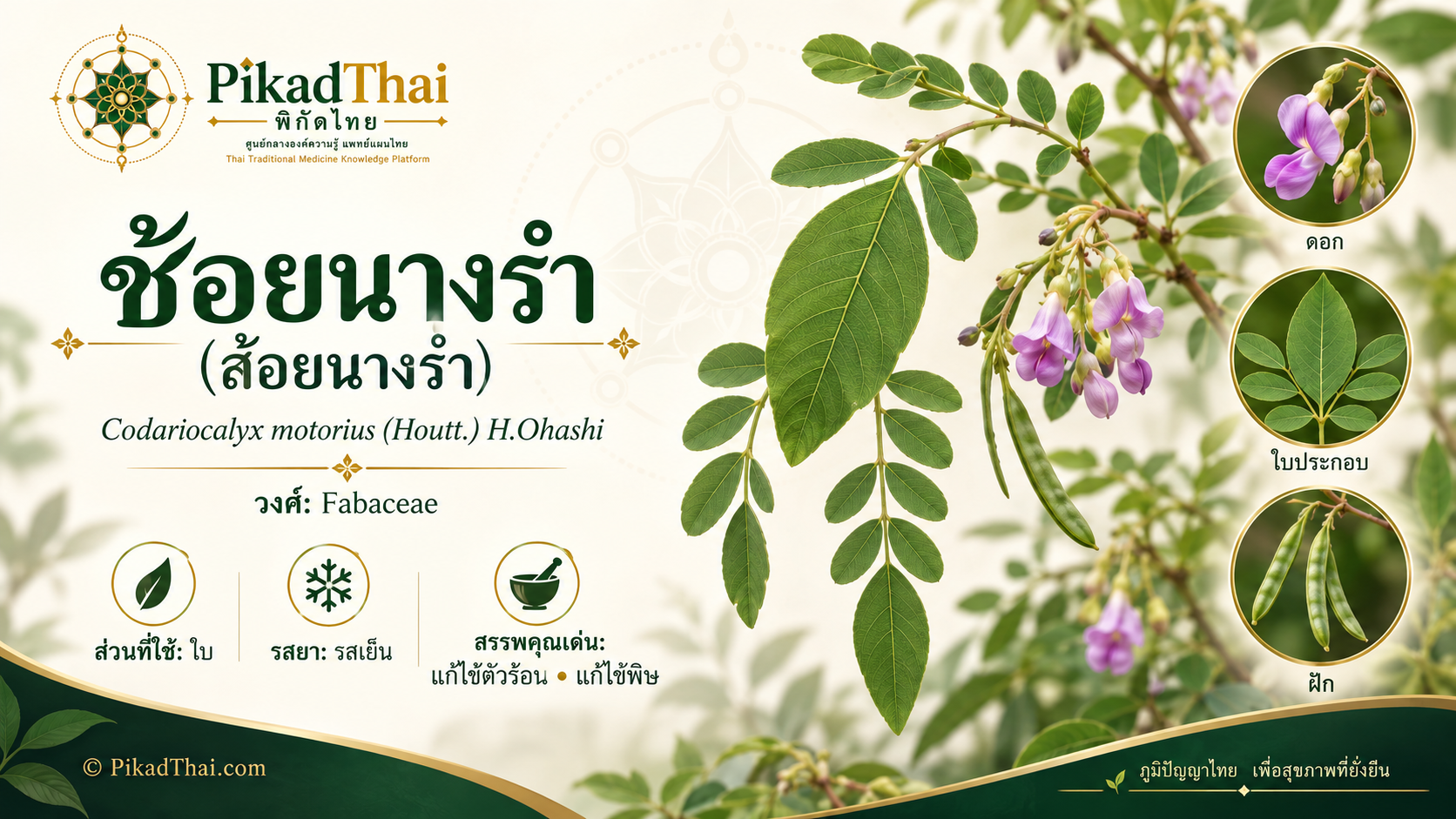 ช้อยนางรำ (ส้อยนางรำ)