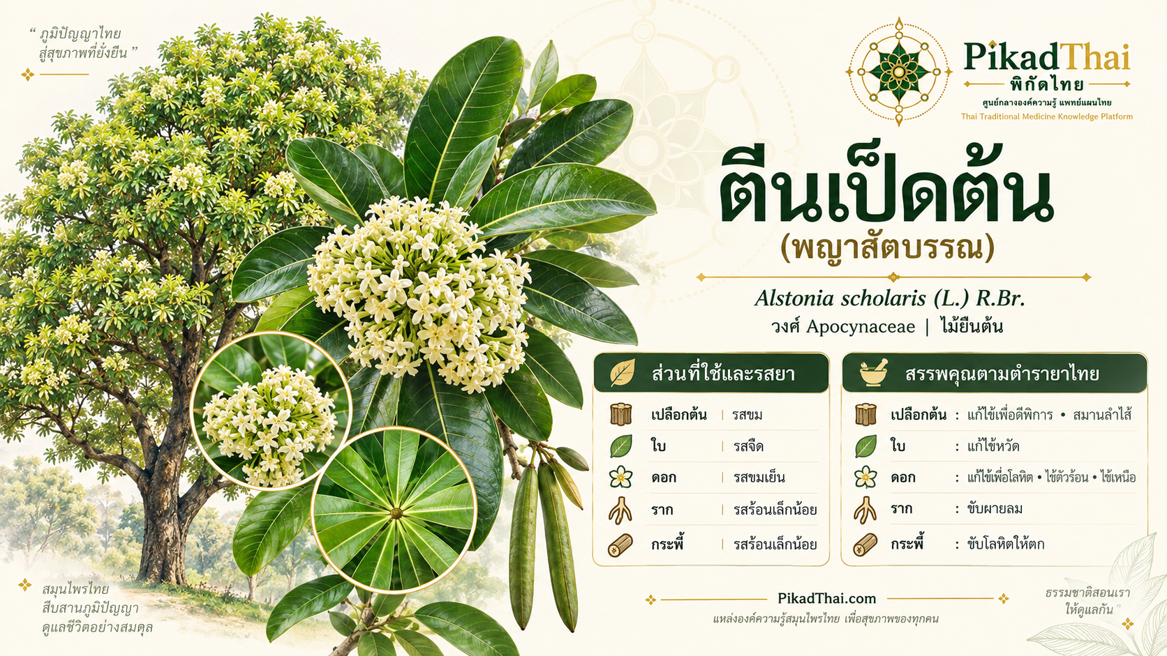 ตีนเป็ดต้น (พญาสัตบรรณ)