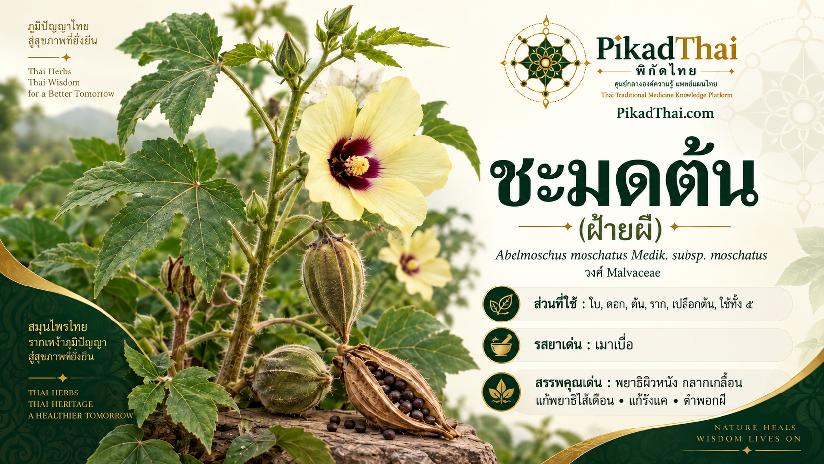 ชะมดต้น (ฝ้ายผี)