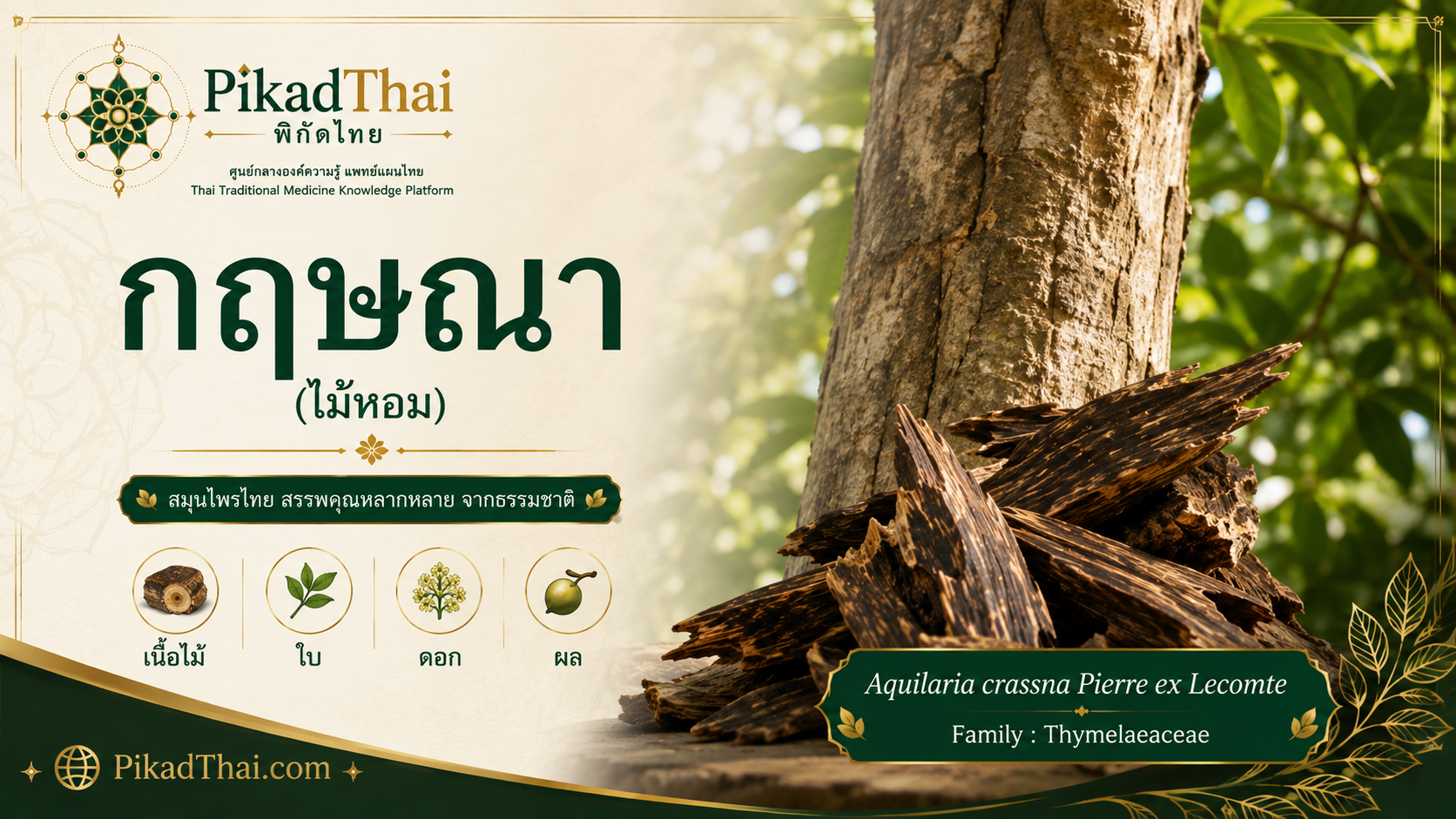 กฤษณา (ไม้หอม)