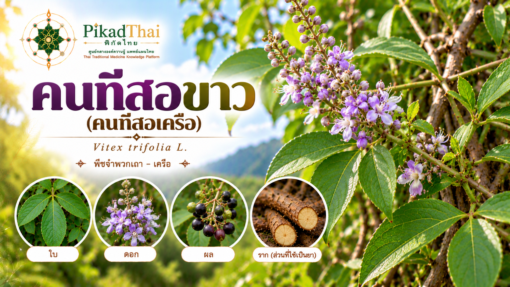 คนทีสอขาว (คนทีสอเครือ)
