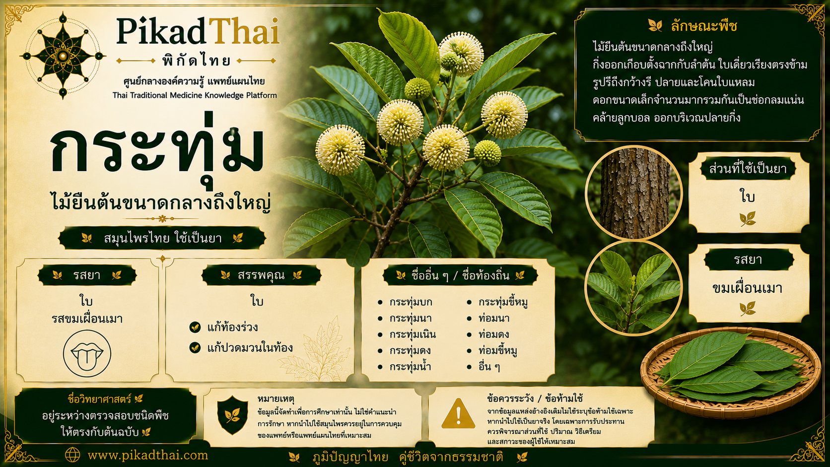 กระทุ่ม