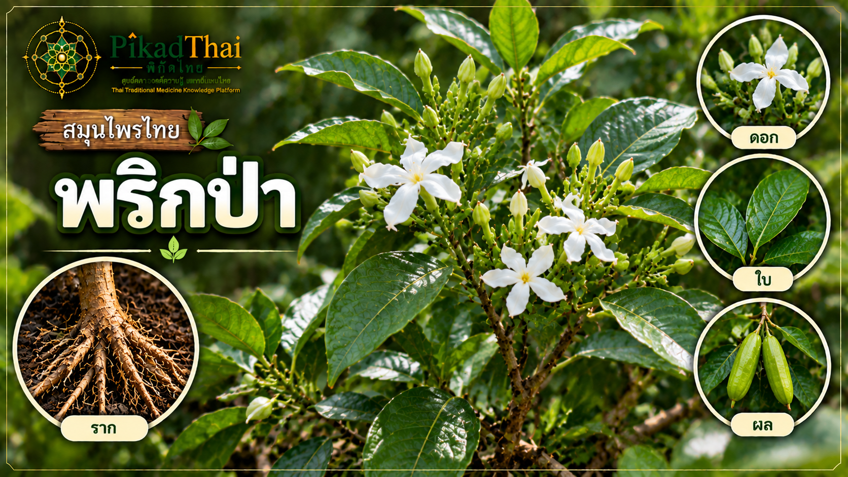 พริกป่า