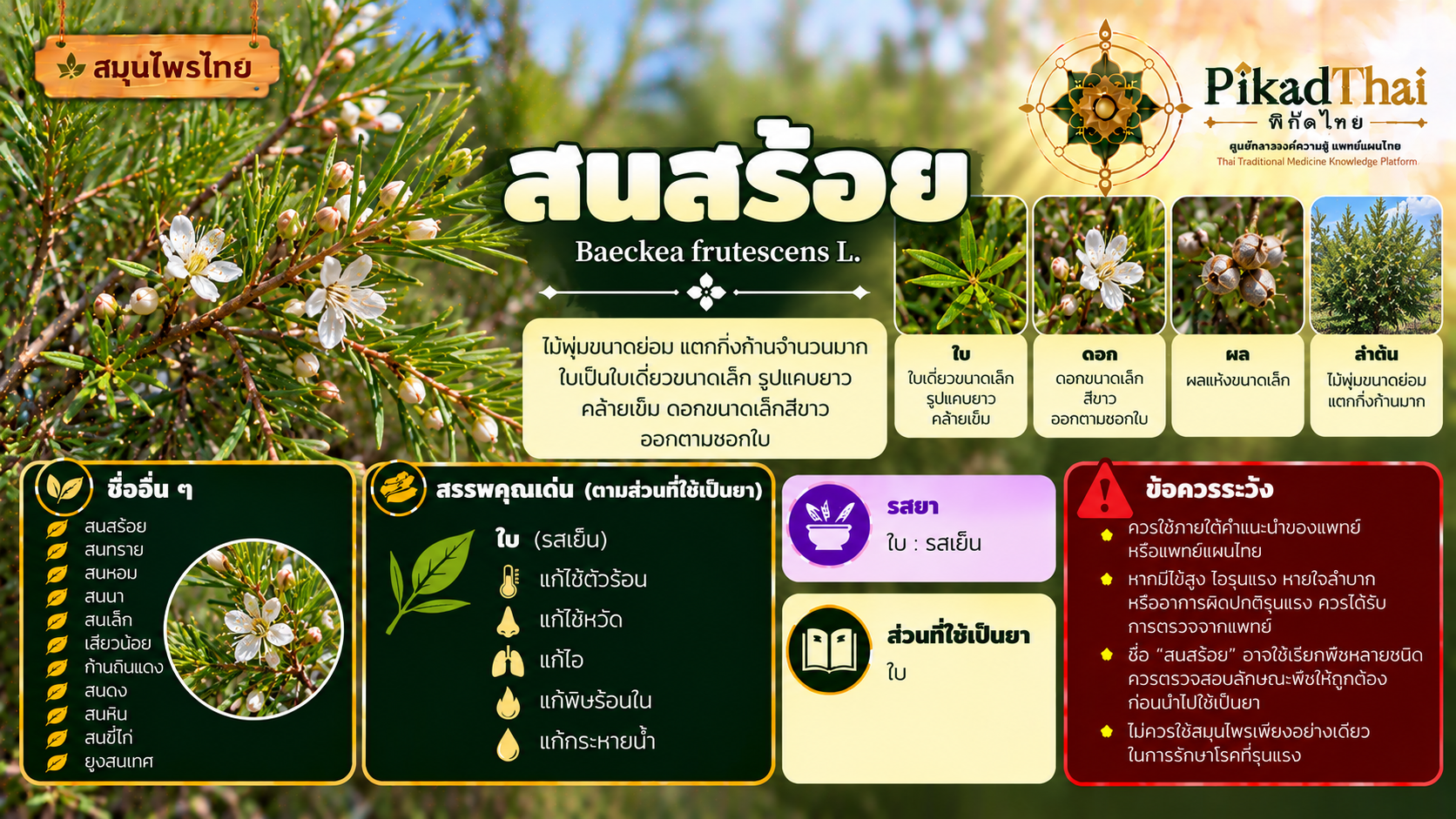 สนสร้อย