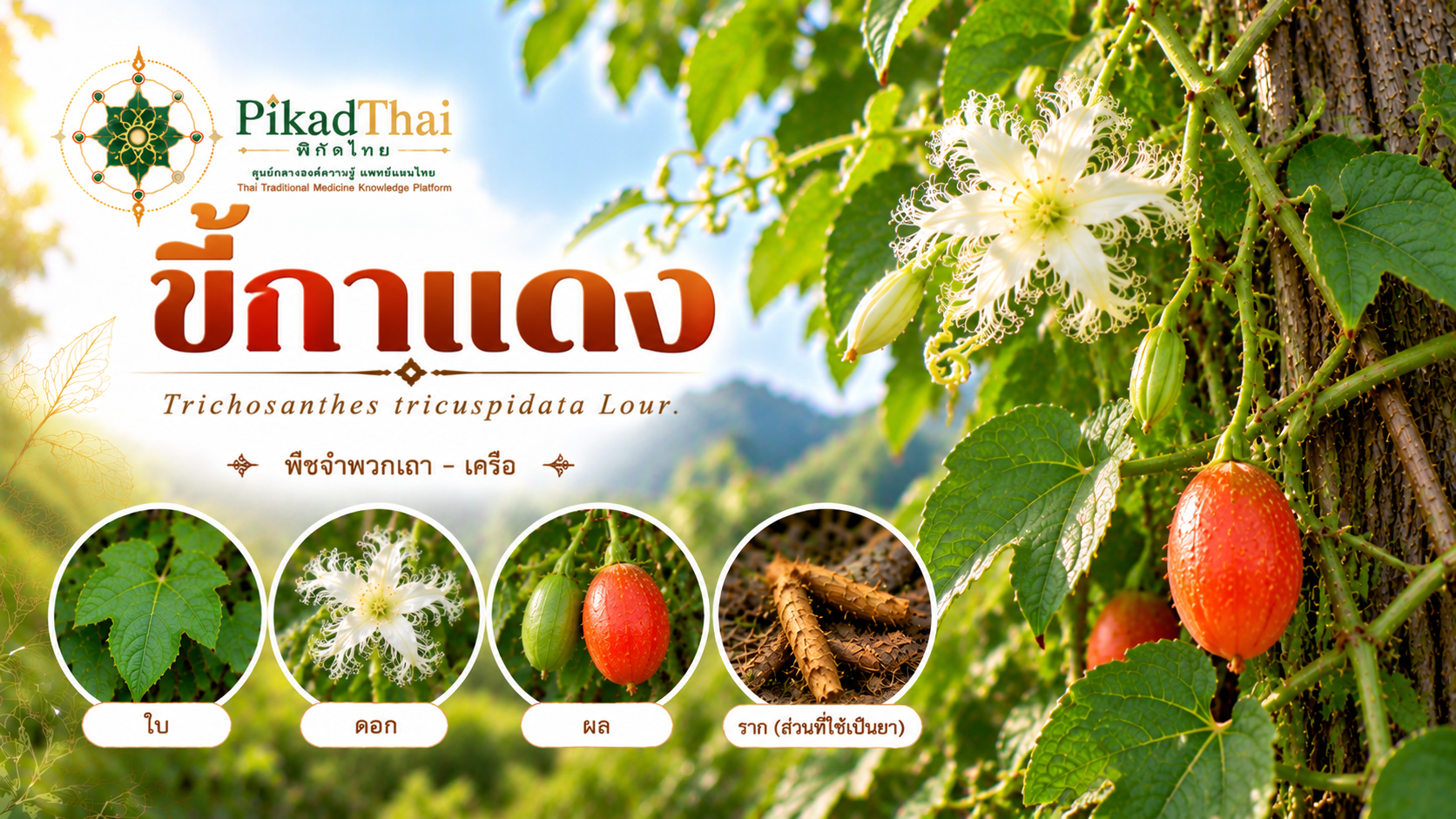 ขี้กาแดง