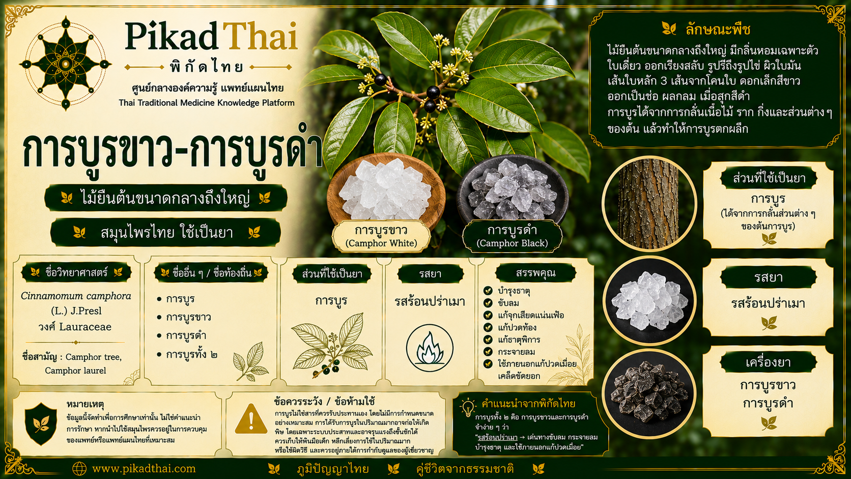 การบูรขาว–การบูรดำ