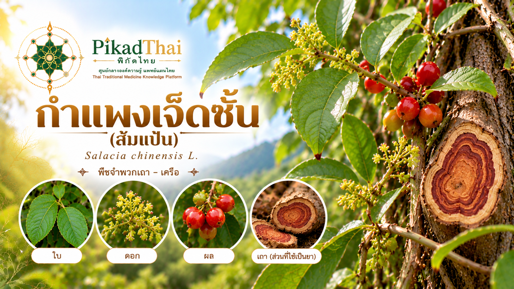 กำแพงเจ็ดชั้น (ส้มแป้น)