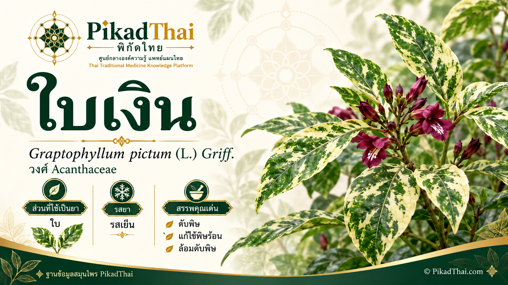 ใบเงิน