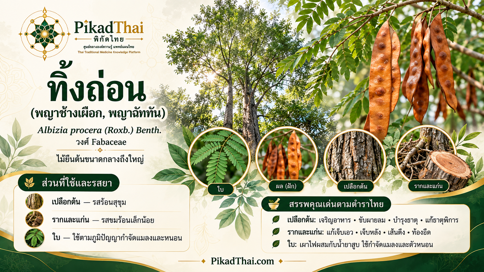 ทิ้งถ่อน (พญาช้างเผือก, พญาฉัททัน)