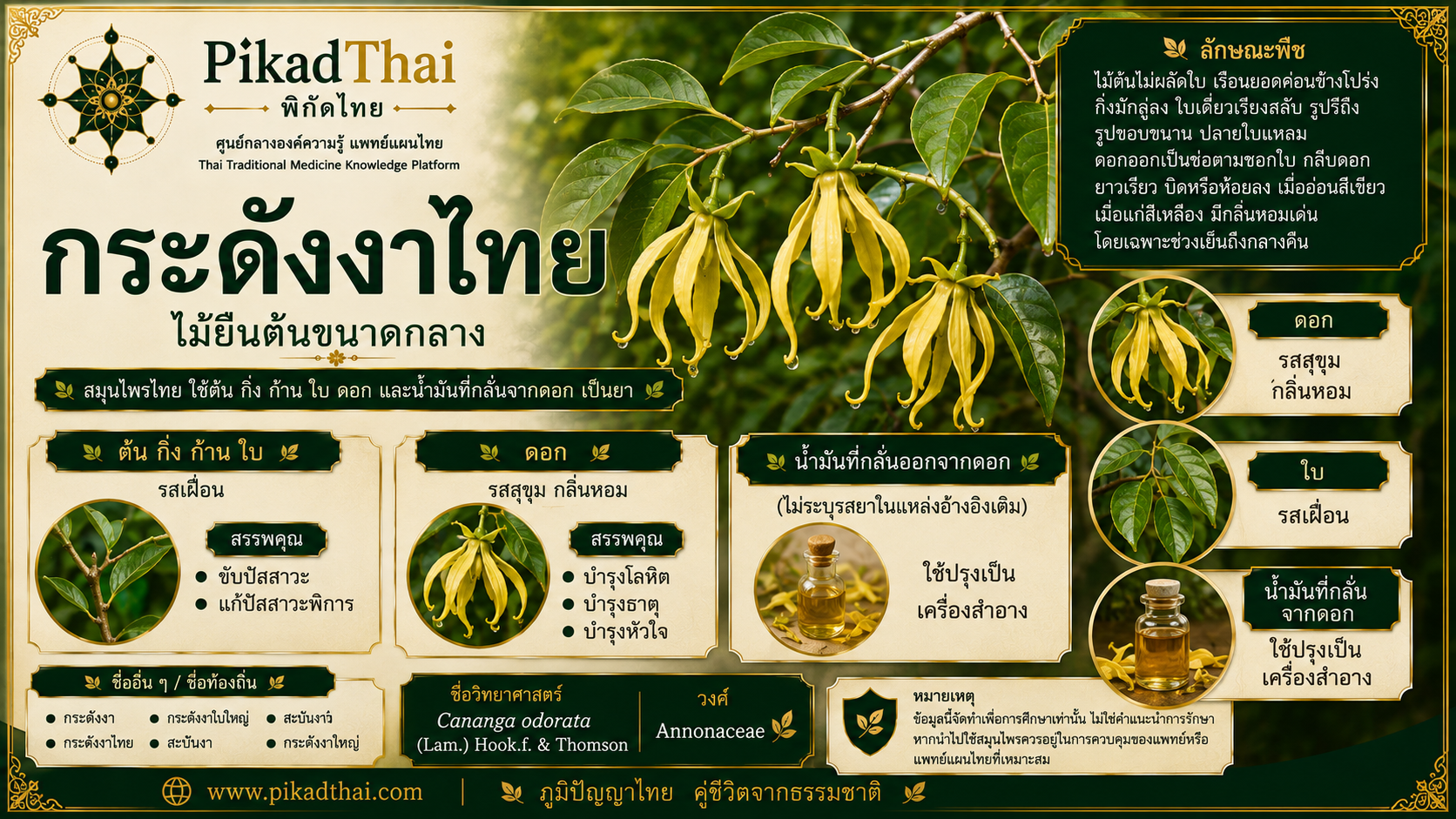 กระดังงาไทย